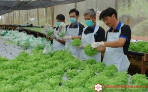 nong nghiep nhat ban 3