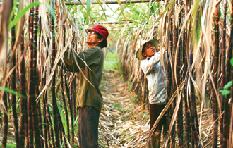 Mật đắng cổ phiếu mía đường