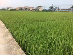 Chợ Làng nghề Hưng Thịnh tìm chủ đầu tư