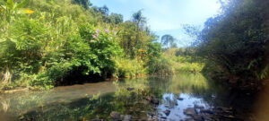 DỰ ÁN TRE XANH TÌM KIẾM CHỦ ĐẦU TƯ