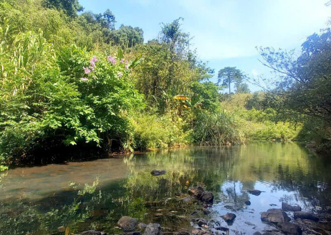 DỰ ÁN TRE XANH TÌM KIẾM CHỦ ĐẦU TƯ