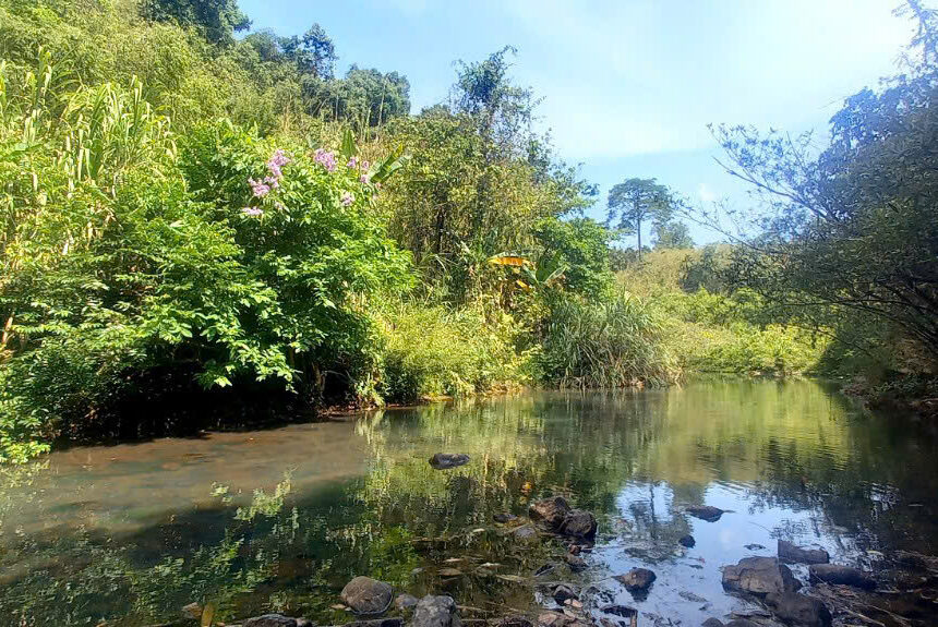 DỰ ÁN TRE XANH TÌM KIẾM CHỦ ĐẦU TƯ